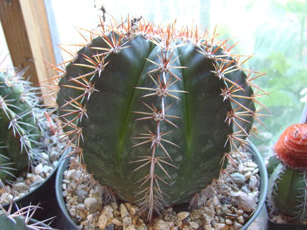 Melocactus_bahiensis